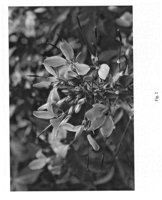 Figure 2 of US plant patent PP25039, the photograph of DCLEO2 printed in the patent.