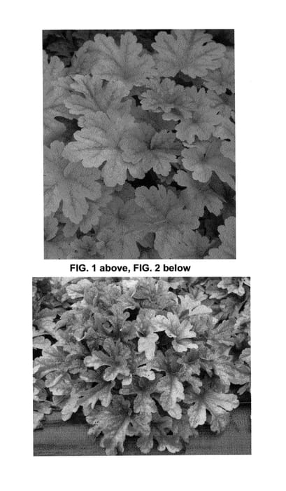 Figure 1 of US plant patent PP25040, the photograph of Buttered Rum printed in the patent.