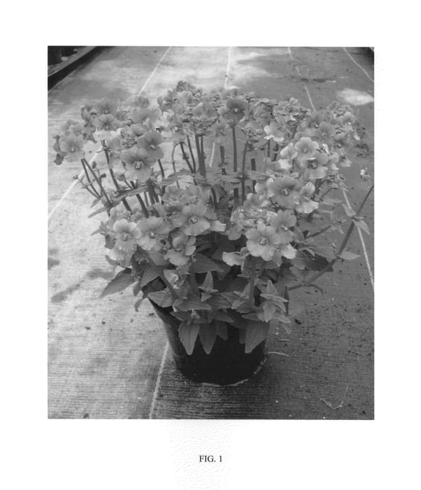 Figure 1 of US plant patent PP25041, the photograph of FLEURFRAM printed in the patent.