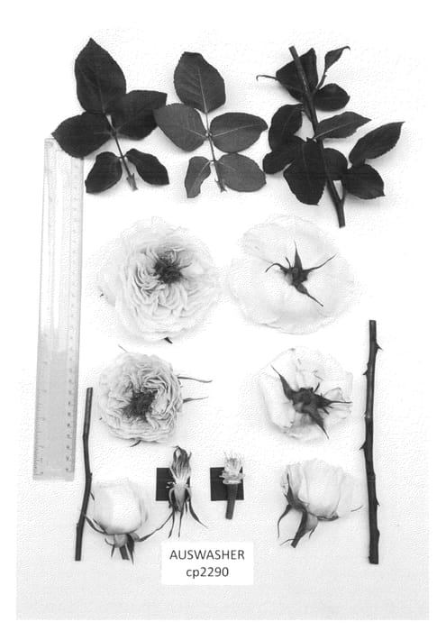 Figure 1 of US plant patent PP25042, the photograph of AUSwasher printed in the patent.