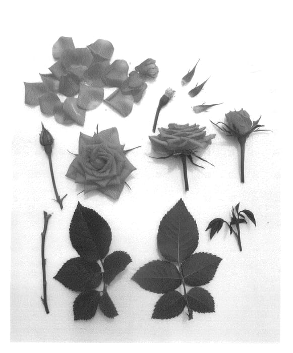 Figure 1 of US plant patent PP25043, the photograph of Poulpal041 printed in the patent.