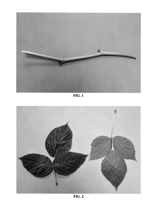 Figure 1 of US plant patent PP25044, the photograph of DrisRaspSix printed in the patent.