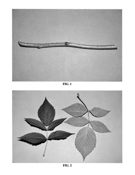 Figure 1 of US plant patent PP25045, the photograph of DrisRaspSeven printed in the patent.