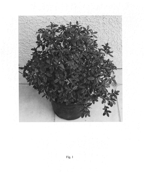 Figure 1 of US plant patent PP25046, the photograph of ROBLEV printed in the patent.