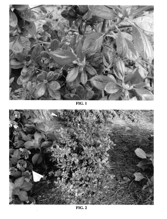 Figure 1 of US plant patent PP25047, the photograph of MNIHAR028 printed in the patent.