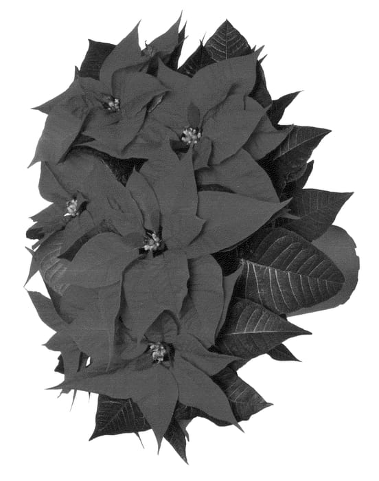 Figure 1 of US plant patent PP25048, the photograph of Duematin printed in the patent.