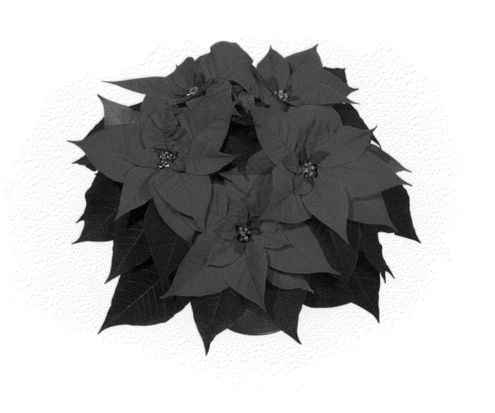 Figure 1 of US plant patent PP25049, the photograph of NPCW12200 printed in the patent.