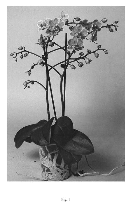 Figure 1 of US plant patent PP25050, the photograph of SUPHAL1306 printed in the patent.