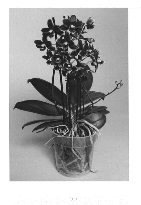 Figure 1 of US plant patent PP25051, the photograph of SUPHAL1301 printed in the patent.