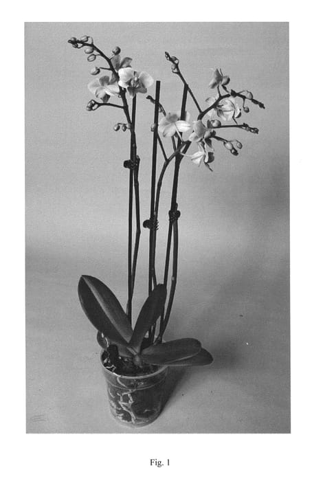 Figure 1 of US plant patent PP25052, the photograph of SUPHAL1310 printed in the patent.