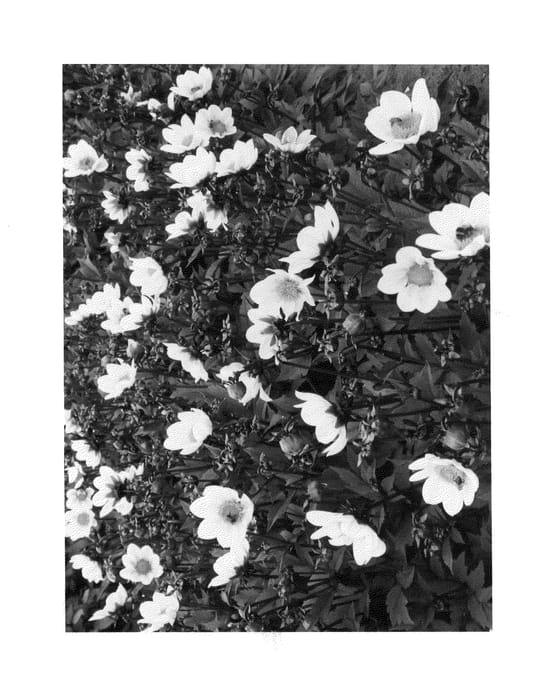 Figure 1 of US plant patent PP25053, the photograph of HDLE105 printed in the patent.