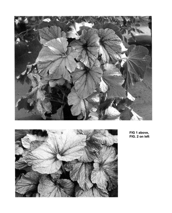 Figure 1 of US plant patent PP25054, the photograph of Cool Breeze Pewter printed in the patent.