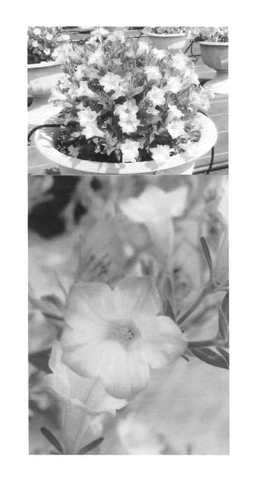 Figure 1 of US plant patent PP25055, the photograph of Sunsurf Ejiusa printed in the patent.