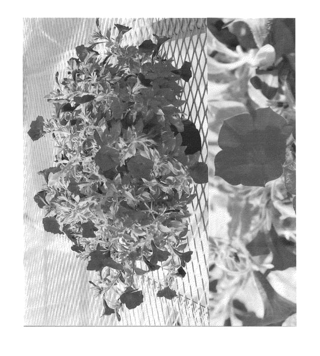 Figure 1 of US plant patent PP25056, the photograph of Sunsurf Bumiusa printed in the patent.