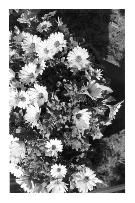 Figure 1 of US plant patent PP25057, the photograph of Duetiswelav printed in the patent.