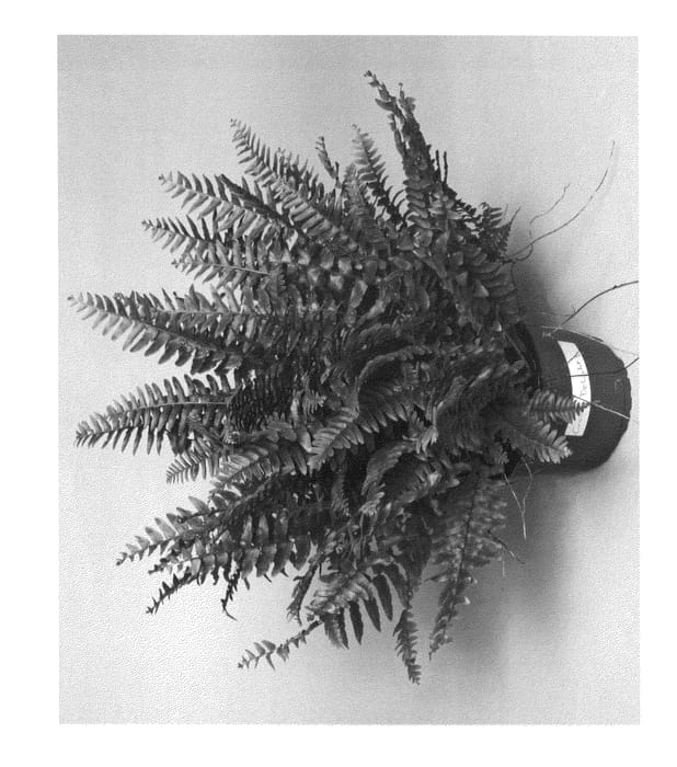 Figure 1 of US plant patent PP25058, the photograph of Green Delight printed in the patent.
