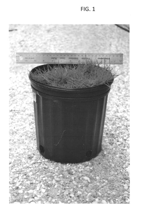 Figure 1 of US plant patent PP25059, the photograph of BP7 printed in the patent.