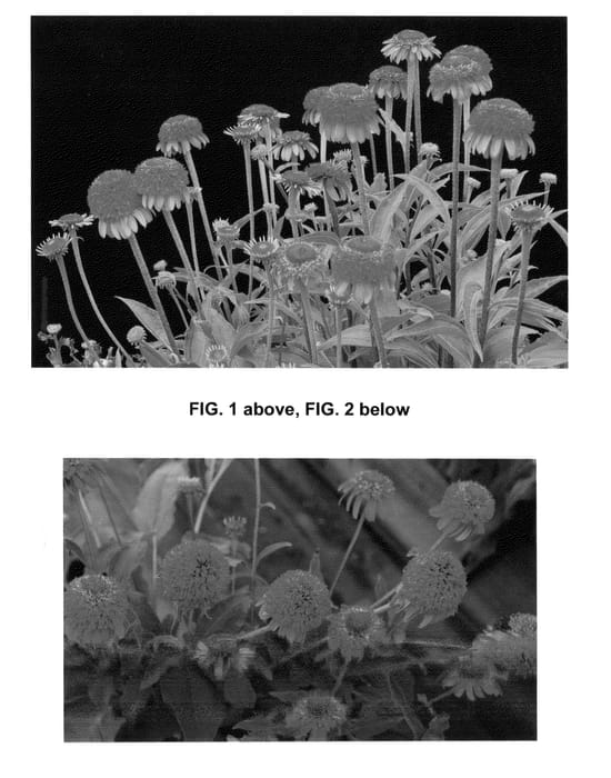 Figure 1 of US plant patent PP25060, the photograph of Meteor Red printed in the patent.