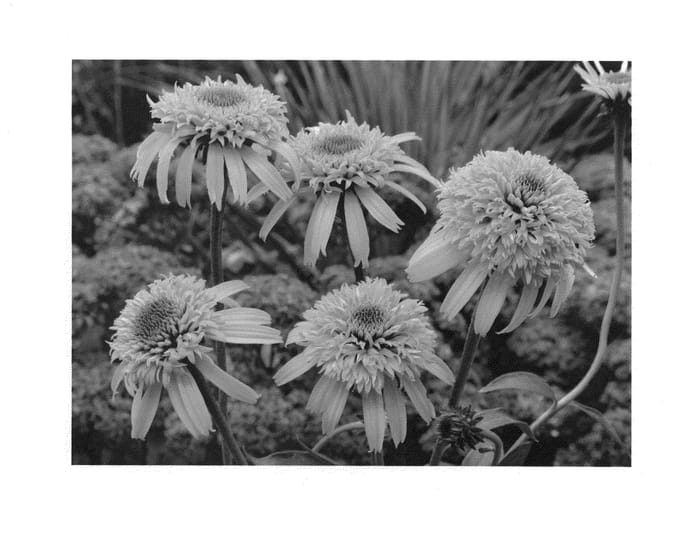 Figure 1 of US plant patent PP25061, the photograph of Secret Glow printed in the patent.