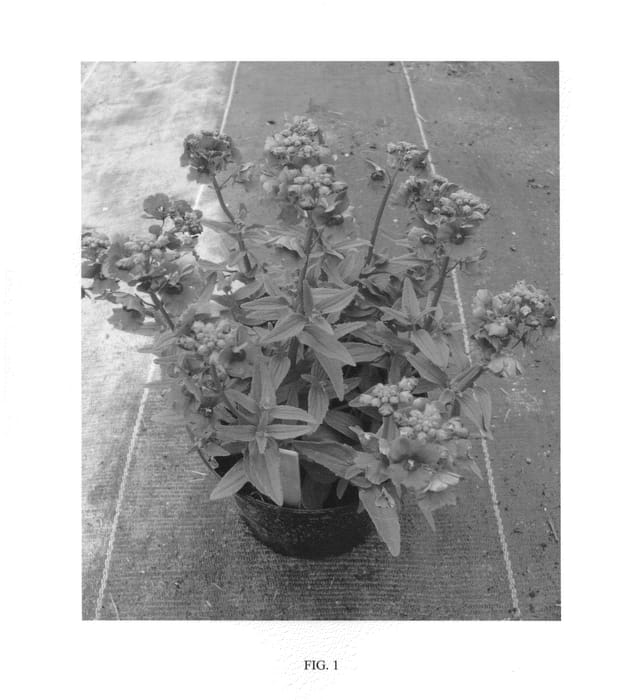 Figure 1 of US plant patent PP25062, the photograph of FLEURMYR printed in the patent.