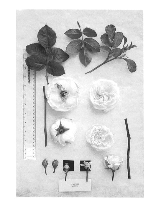 Figure 1 of US plant patent PP25063, the photograph of AUSnoble printed in the patent.