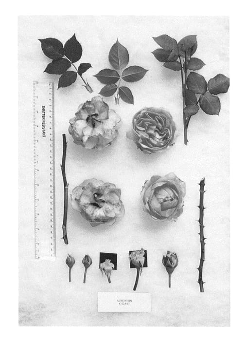 Figure 1 of US plant patent PP25064, the photograph of AUScousin printed in the patent.