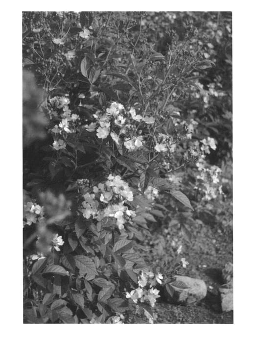 Figure 1 of US plant patent PP25065, the photograph of Radcleome printed in the patent.