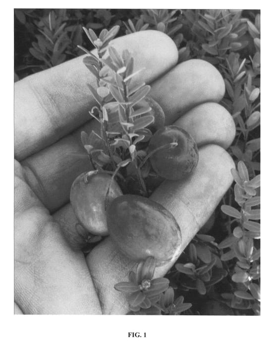 Figure 1 of US plant patent PP25066, the photograph of WI92-A-X15 printed in the patent.