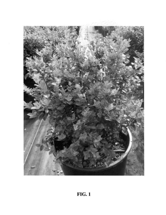 Figure 1 of US plant patent PP25067, the photograph of Vacsid1 printed in the patent.