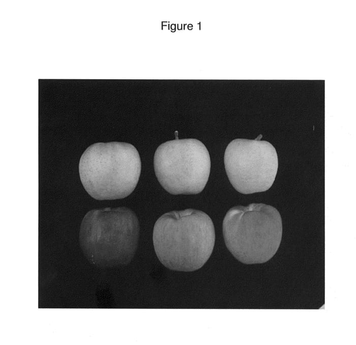 Figure 1 of US plant patent PP25068, the photograph of Hwangok printed in the patent.