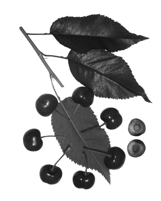 Figure 1 of US plant patent PP25069, the photograph of Royal Belle printed in the patent.