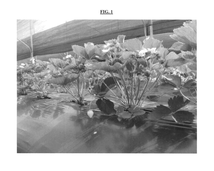 Figure 1 of US plant patent PP25070, the photograph of MURANO printed in the patent.