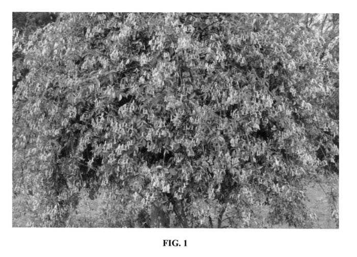 Figure 1 of US plant patent PP25071, the photograph of PWS01 printed in the patent.