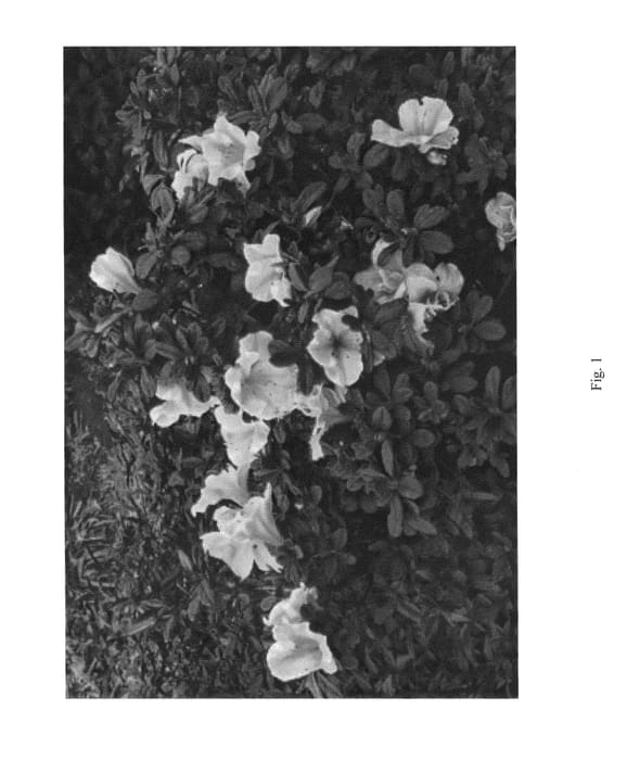 Figure 1 of US plant patent PP25072, the photograph of ROBLET printed in the patent.