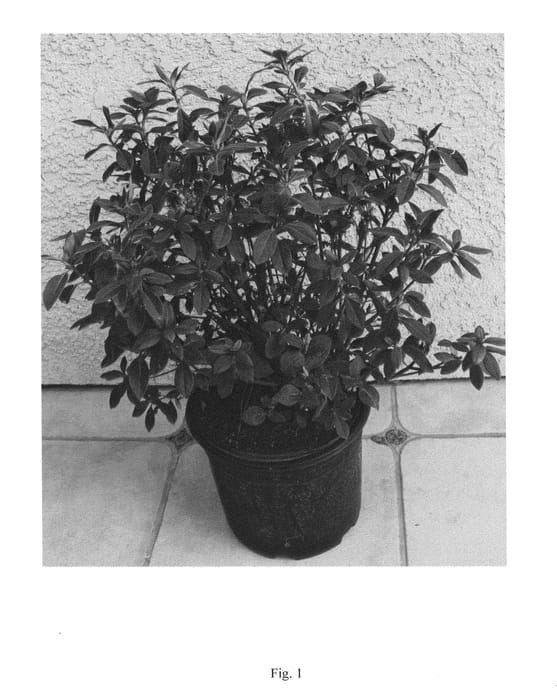 Figure 1 of US plant patent PP25073, the photograph of ROBLEX printed in the patent.
