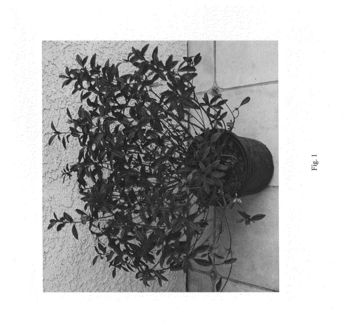 Figure 1 of US plant patent PP25074, the photograph of ROBLEU printed in the patent.