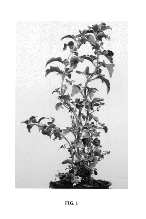 Figure 1 of US plant patent PP25075, the photograph of Silver Lining printed in the patent.
