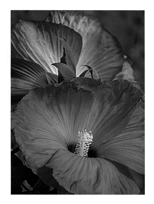 Figure 1 of US plant patent PP25076, the photograph of Snowflame printed in the patent.