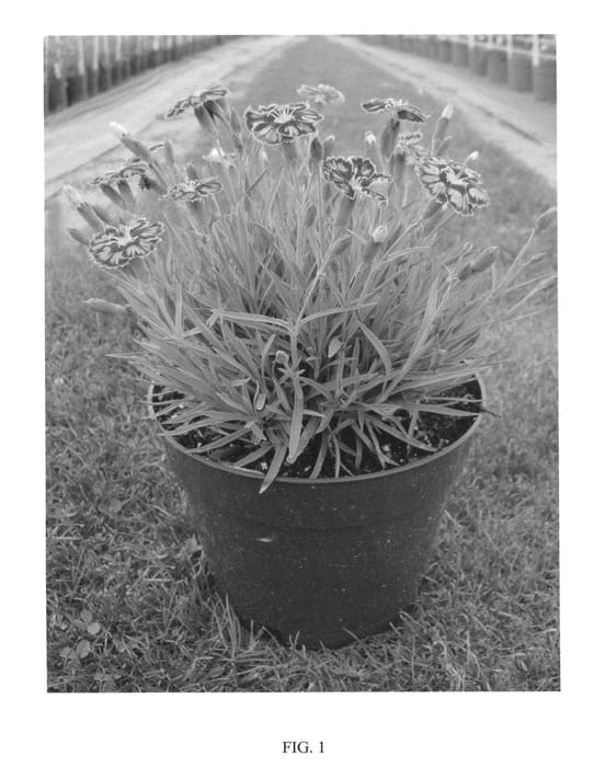 Figure 1 of US plant patent PP25077, the photograph of WP11 TYR04 printed in the patent.