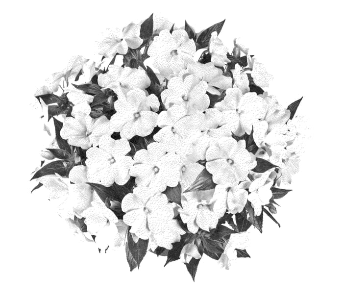 Figure 1 of US plant patent PP25078, the photograph of Fidimpmaxwhi printed in the patent.
