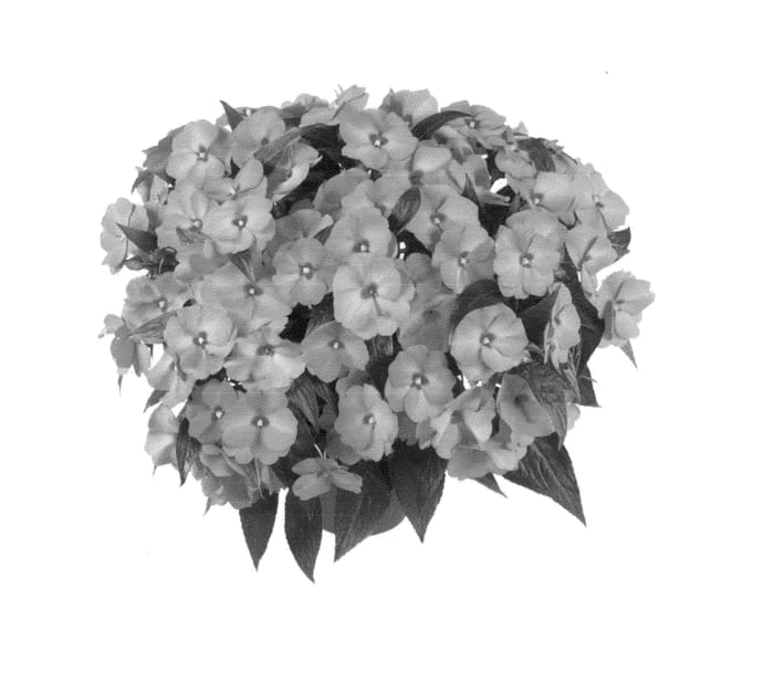 Figure 1 of US plant patent PP25079, the photograph of Fidimpmaxpi printed in the patent.