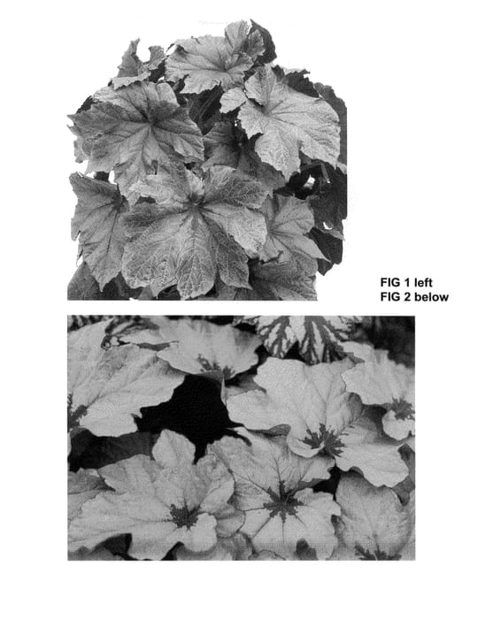 Figure 1 of US plant patent PP25080, the photograph of Cool Breeze Rouge printed in the patent.