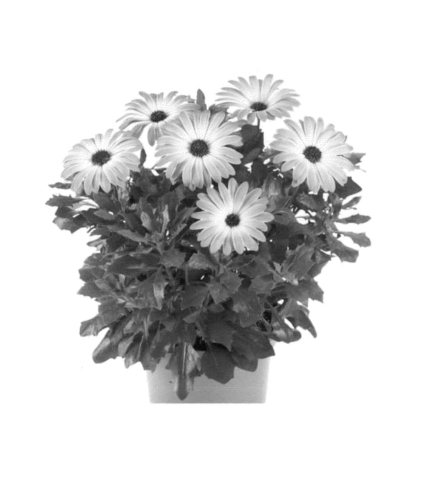 Figure 1 of US plant patent PP25082, the photograph of Fidostsuppibic printed in the patent.