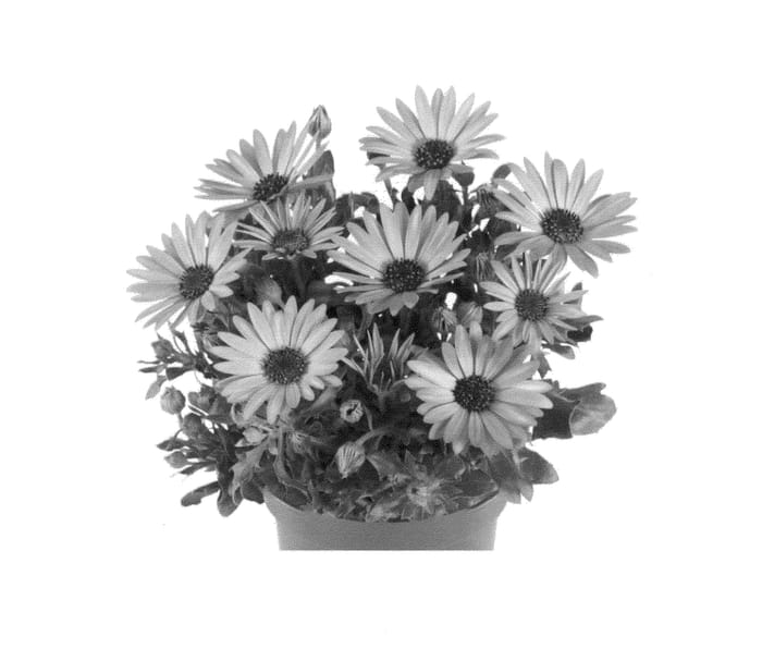 Figure 1 of US plant patent PP25084, the photograph of Fidostsepia printed in the patent.