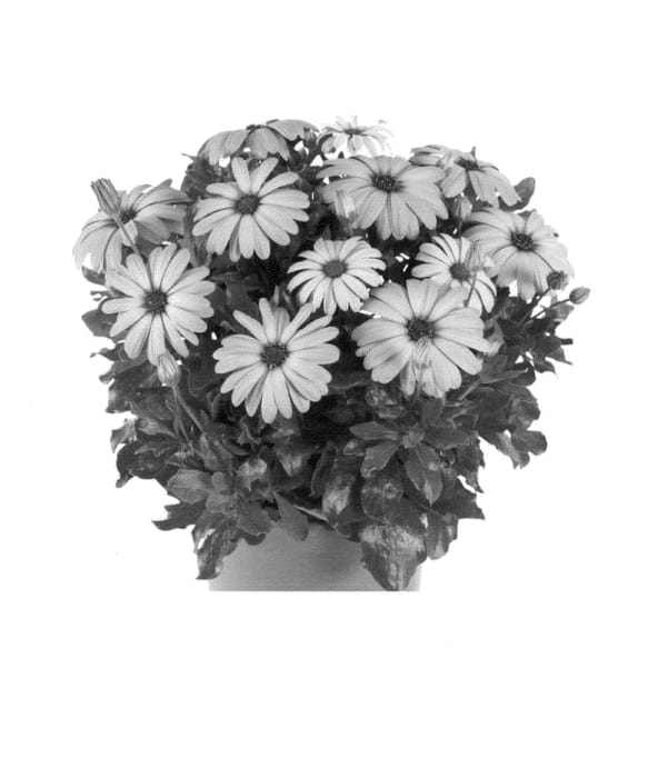 Figure 1 of US plant patent PP25085, the photograph of Fidostsuplil printed in the patent.