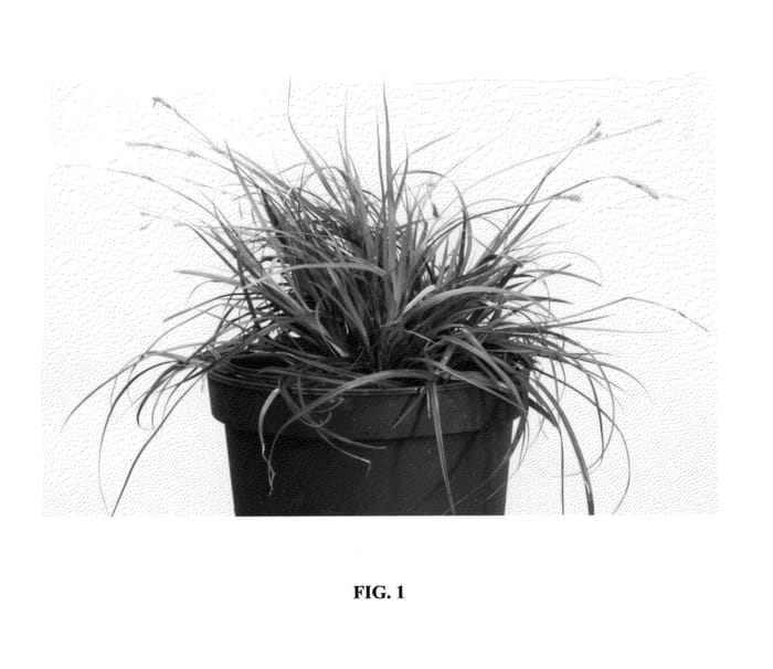 Figure 1 of US plant patent PP25086, the photograph of Everdi printed in the patent.