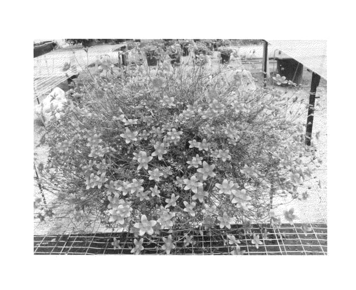 Figure 1 of US plant patent PP25087, the photograph of Florbikano printed in the patent.