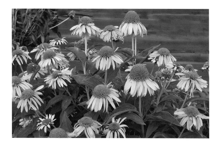 Figure 1 of US plant patent PP25088, the photograph of Meteor Pink printed in the patent.