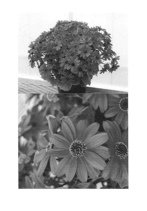 Figure 1 of US plant patent PP25089, the photograph of Sunsenesubu printed in the patent.