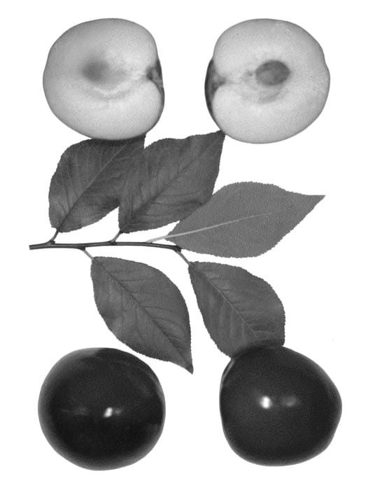 Figure 1 of US plant patent PP25090, the photograph of Autumn Zee printed in the patent.